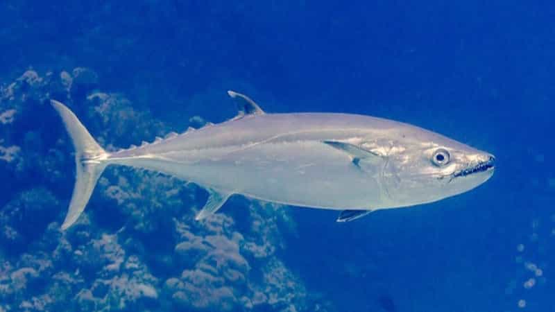 イソマグロのイメージ写真