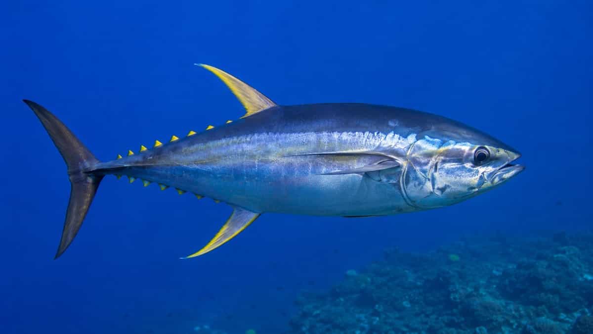キハダマグロのイメージ写真