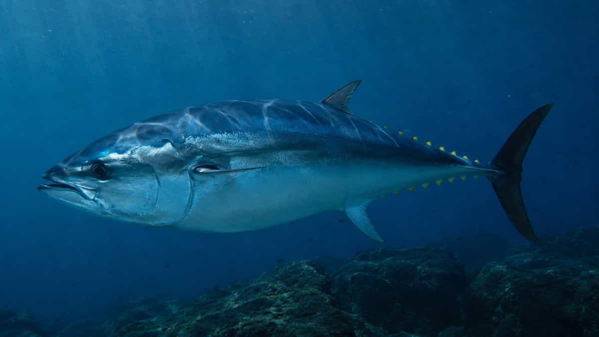 クロマグロのイメージ写真