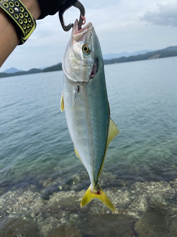 中型青物
