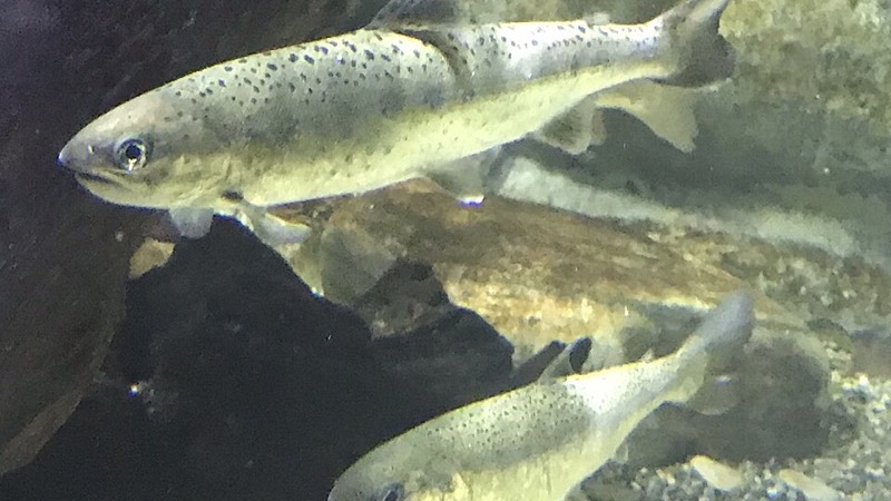 サクラマスの写真